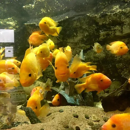 Restaurant De L'europort